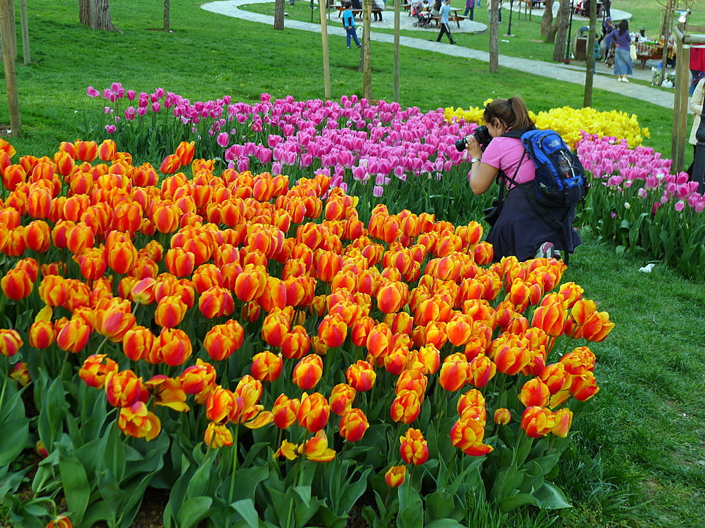 l Tulip time in Istanbul